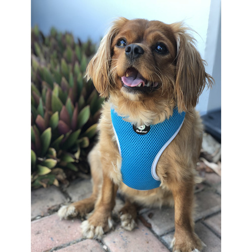 Easy fit sale dog harness